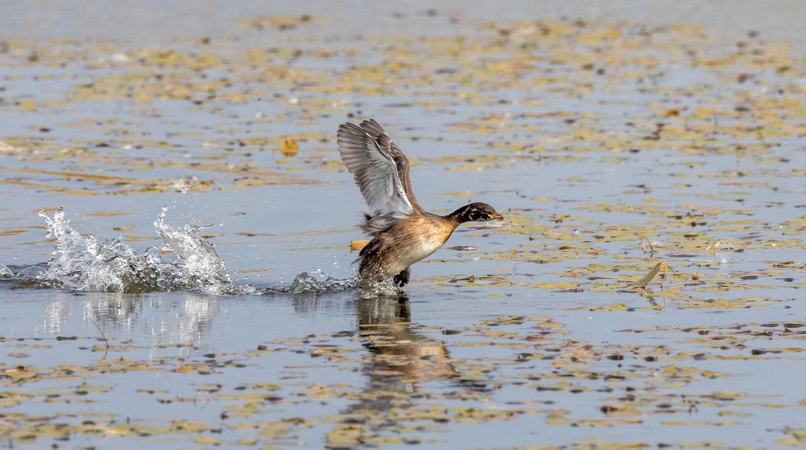 Waterbird standing in shallow wetland water
