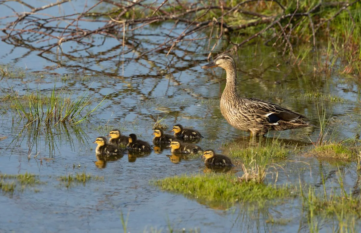 Ducklings swimming through wetland plants