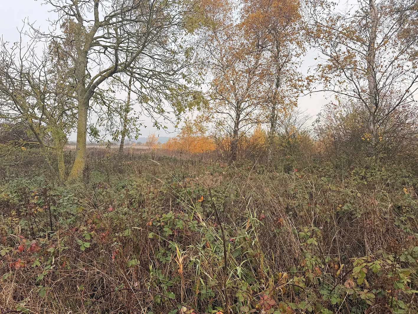 birch and bramble landscape