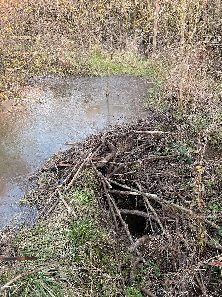 Beaver dam