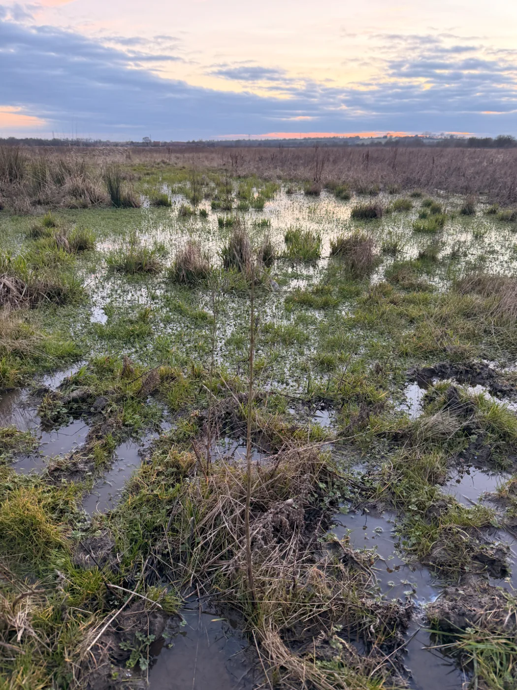Wet grassland