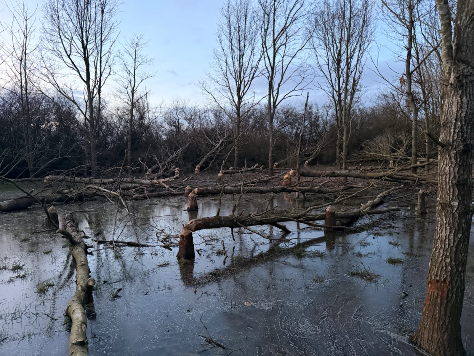 Felled trees in a beaver woodland