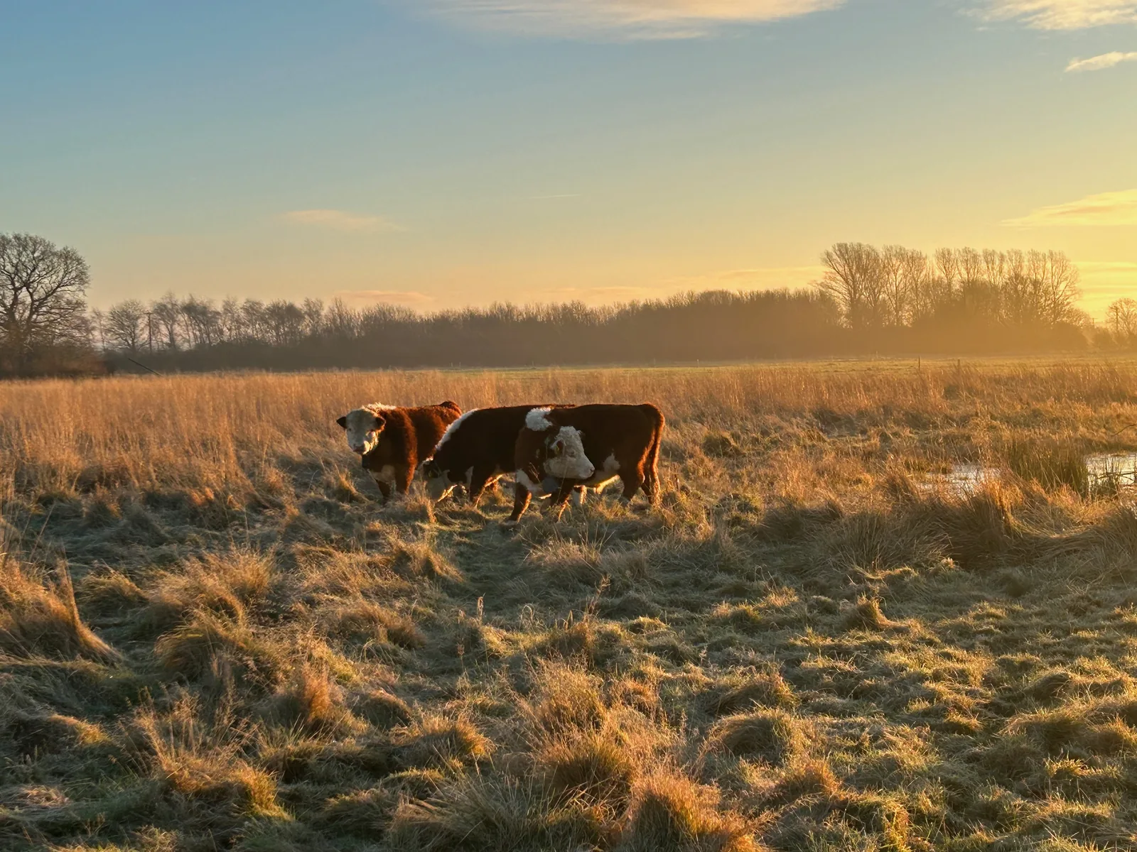 Cows