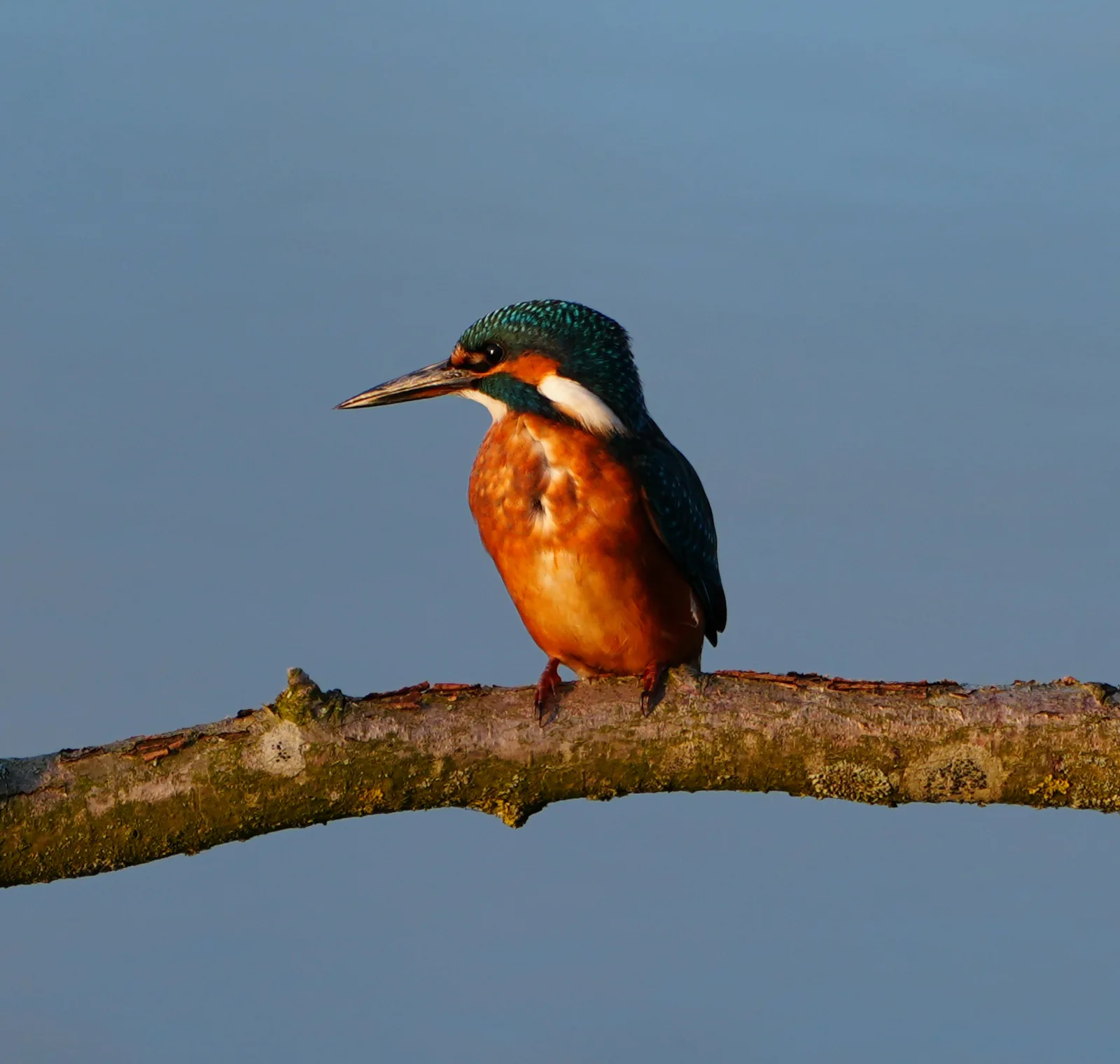 Kingfisher