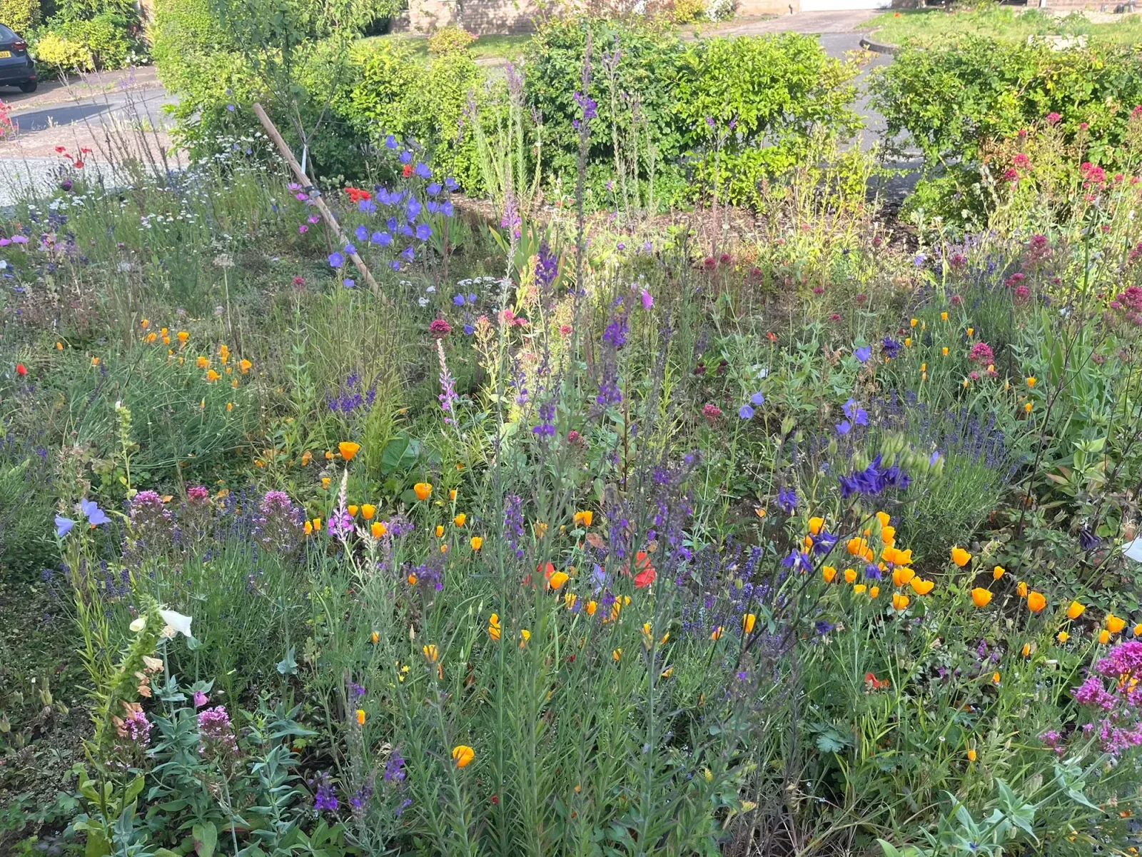 Lark Drive garden project photo 2