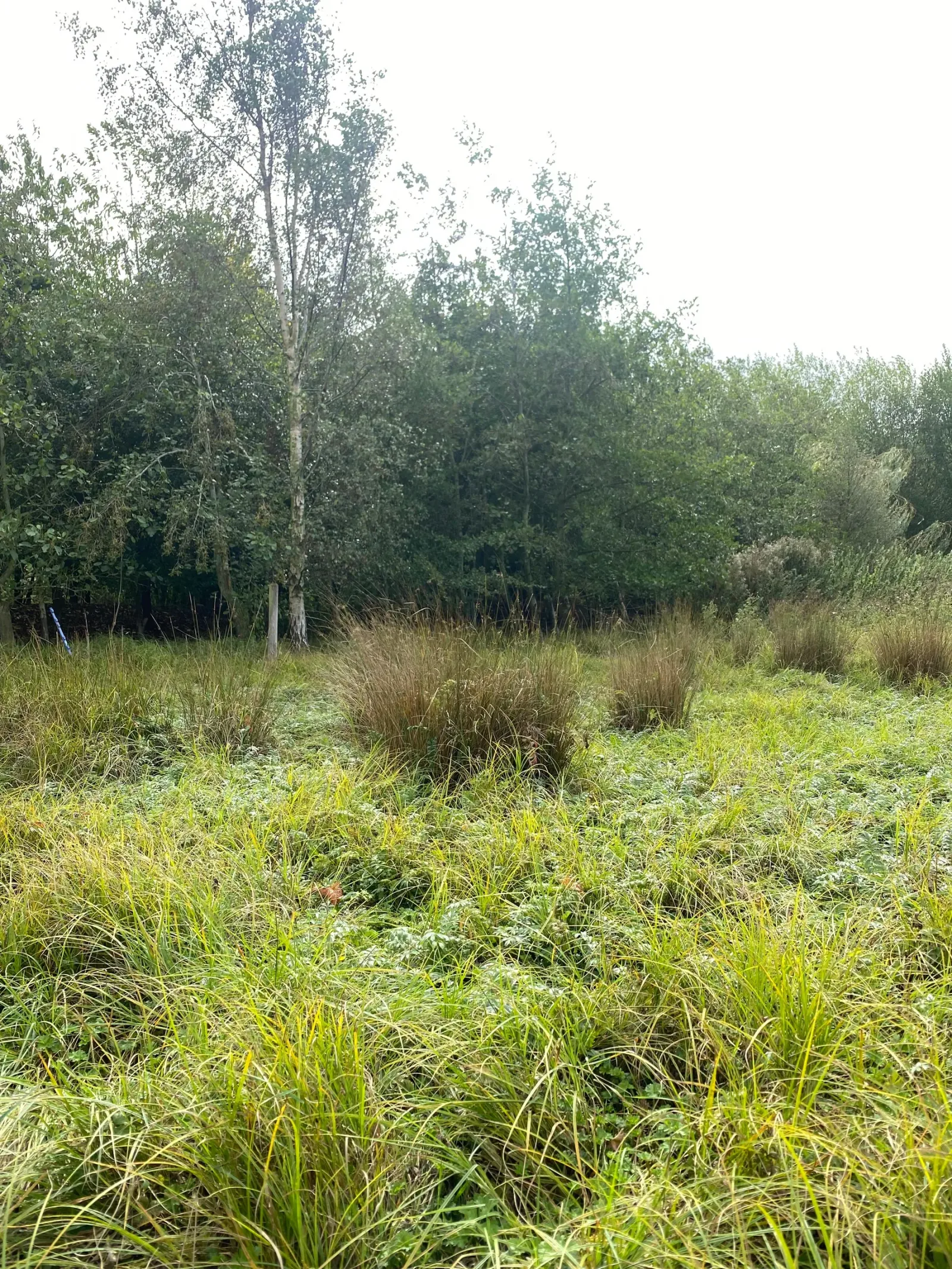 Brattleby paddock 2