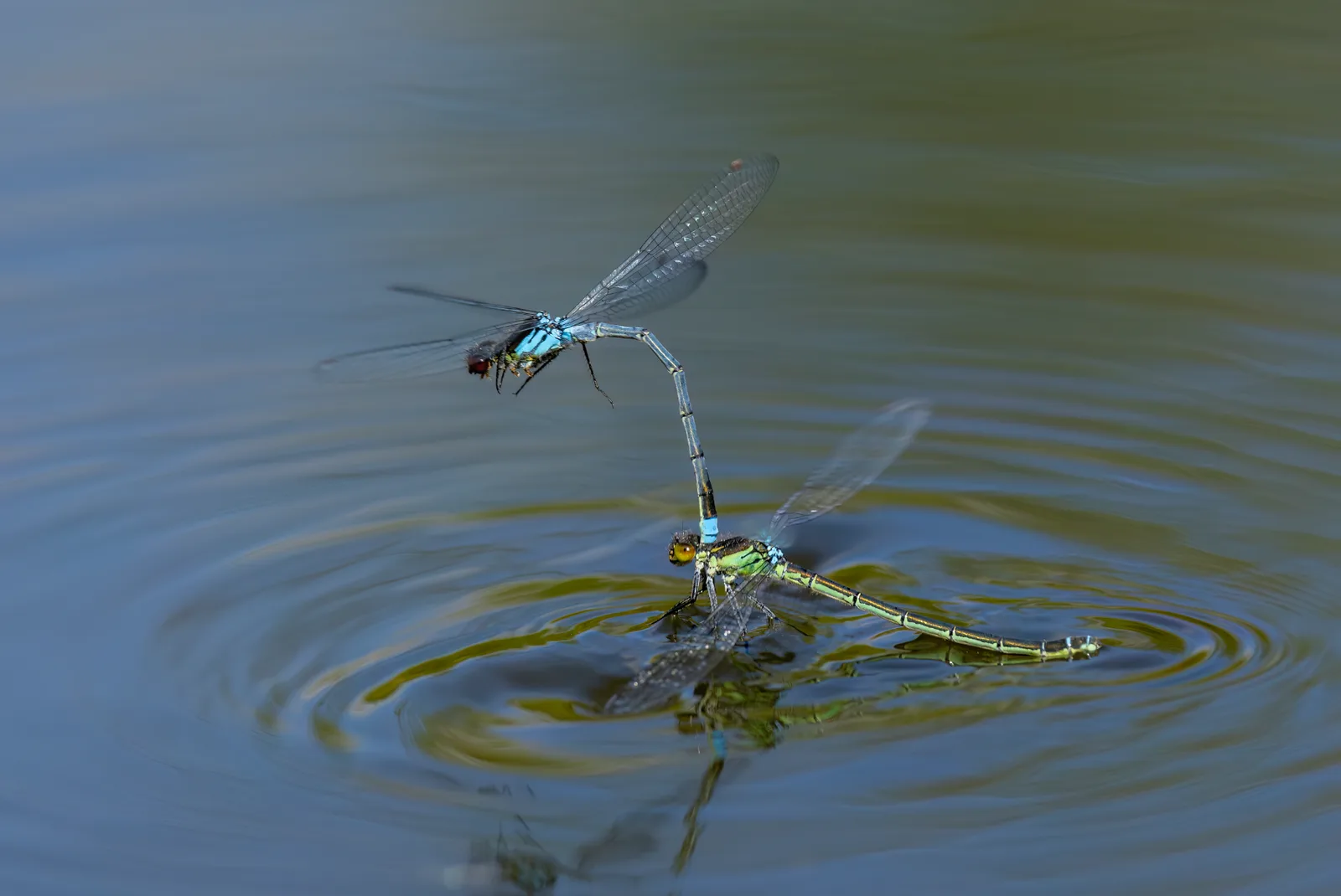 Damselflies