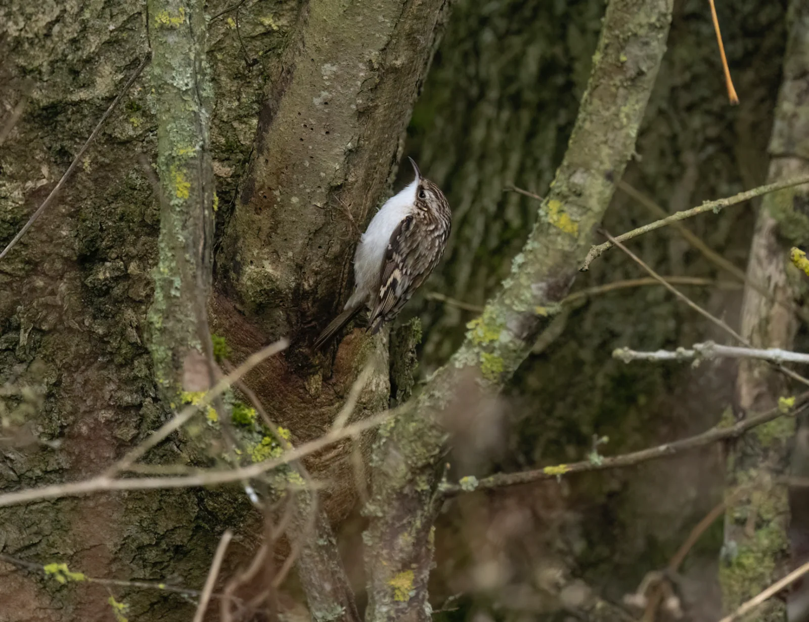 Treecreeper