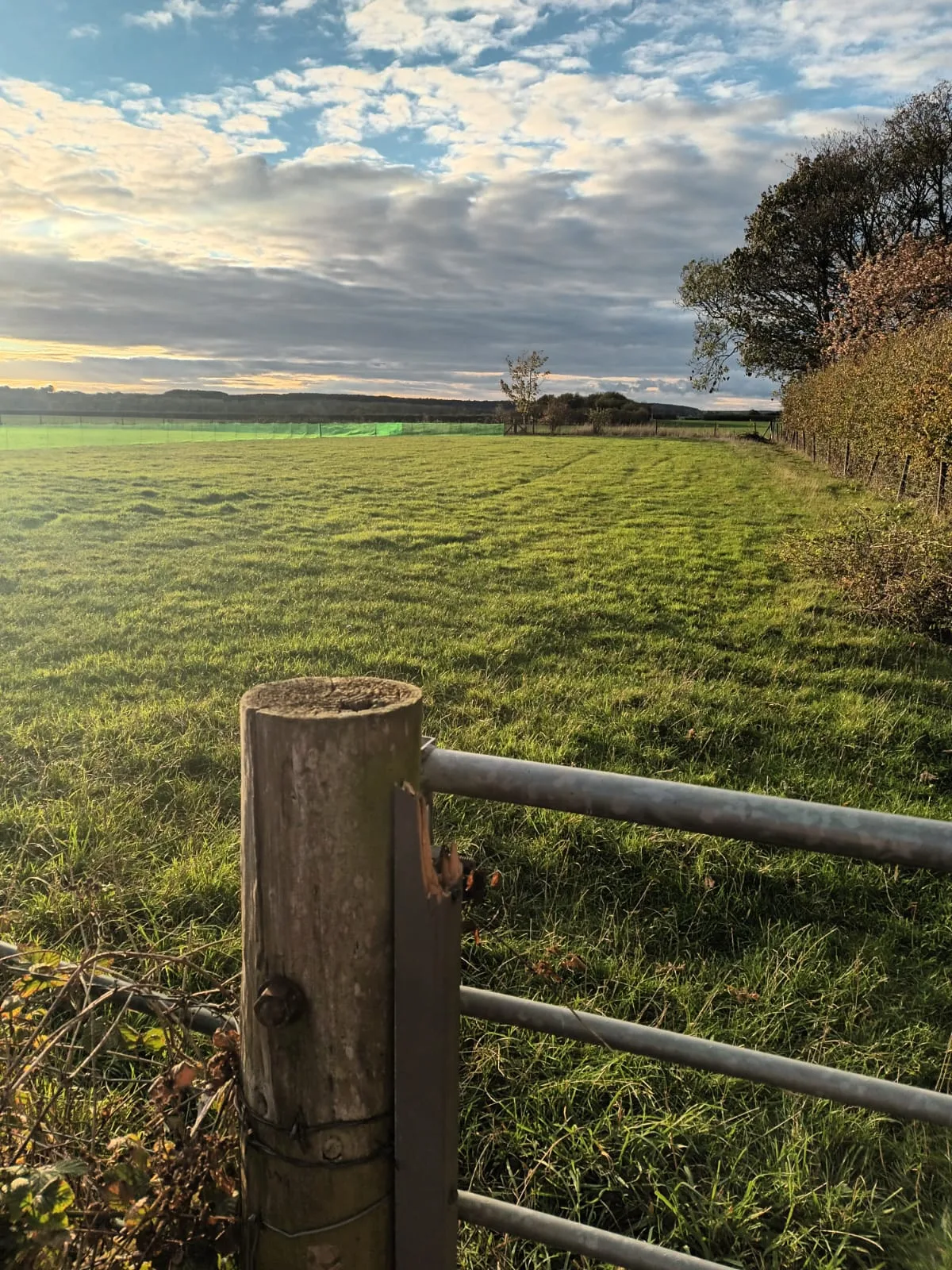 Jack's Meadow